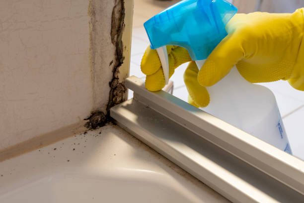 Best Local Mold Removal Service  in Killian, LA