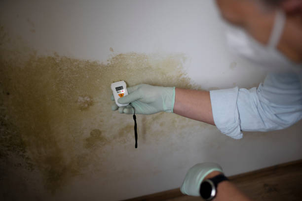 Best Black Mold Removal  in Killian, LA