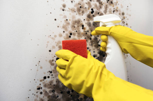Best Commercial Mold Removal  in Killian, LA