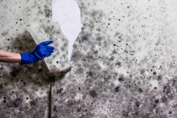 Best Affordable Mold Removal  in Killian, LA